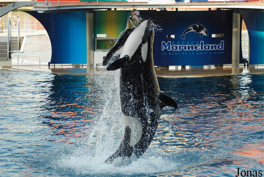 Orcinus orca