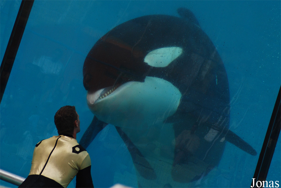 Orcinus orca