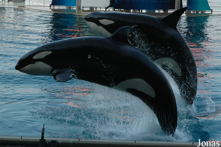 Orcinus orca