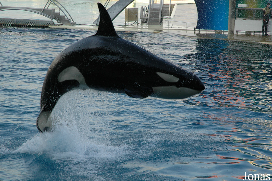 Orcinus orca