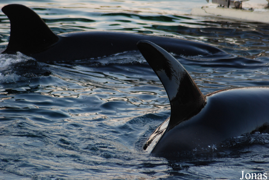 Orcinus orca