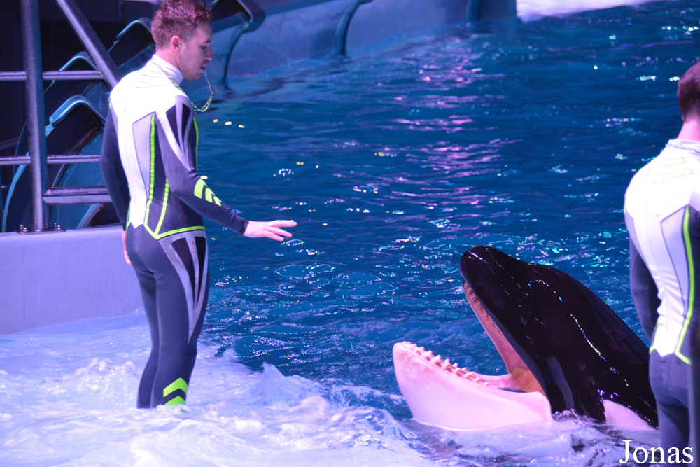 Orcinus orca
