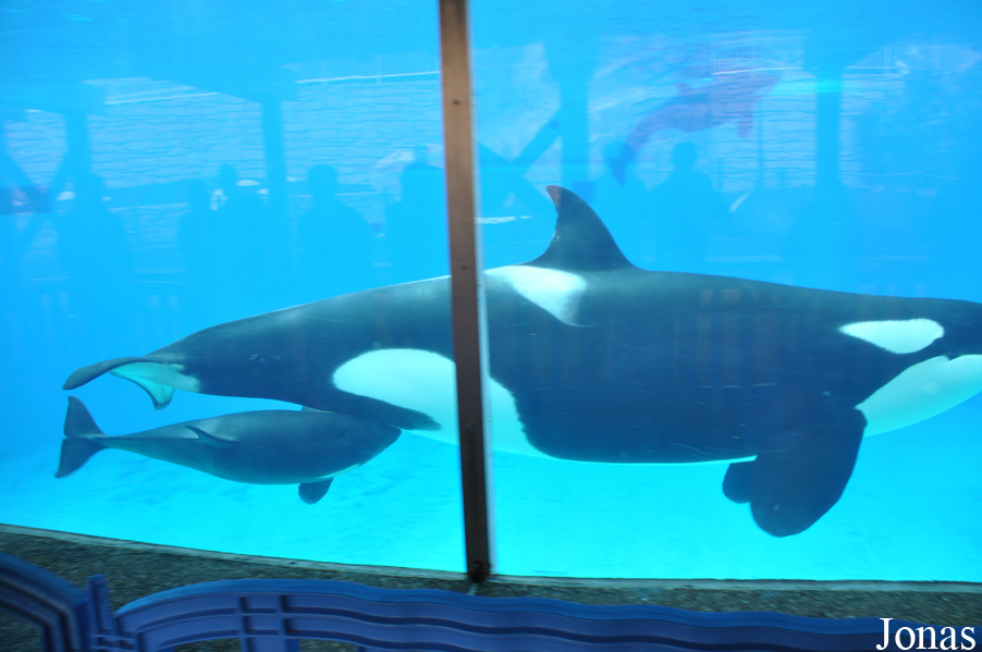 Orcinus orca