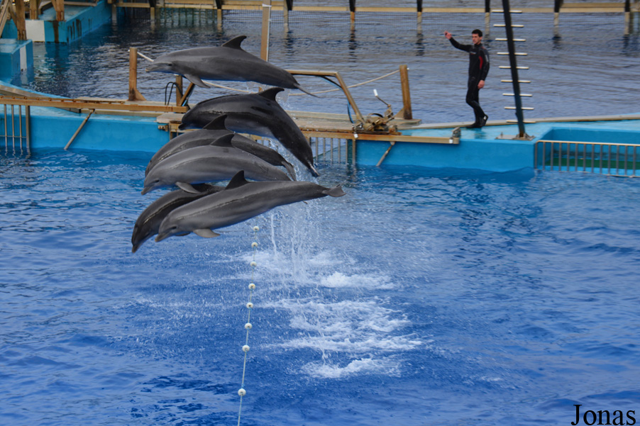 Tursiops truncatus