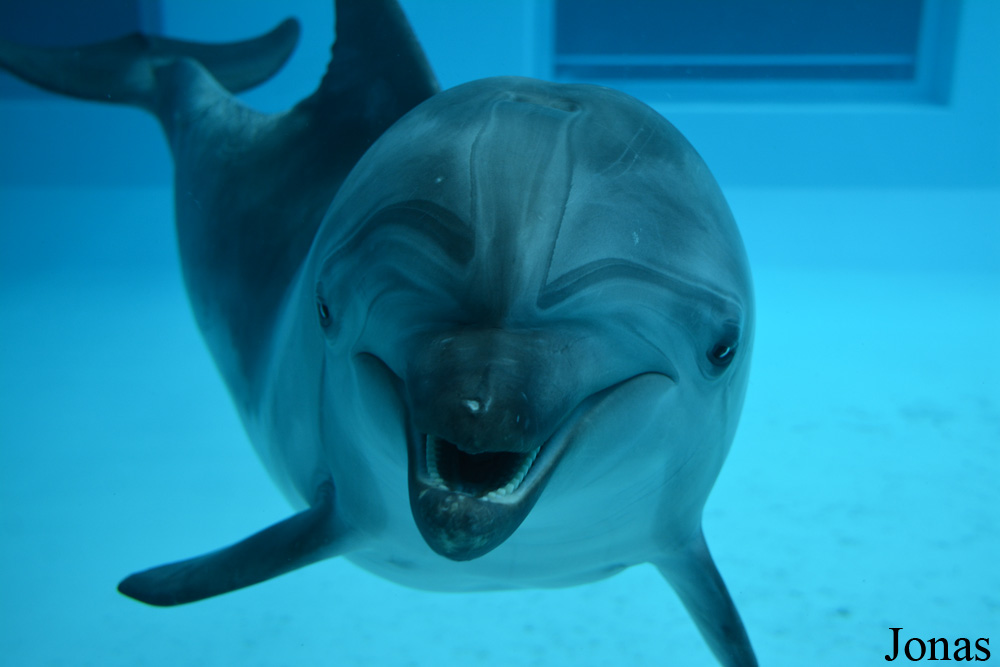 Tursiops truncatus ponticus