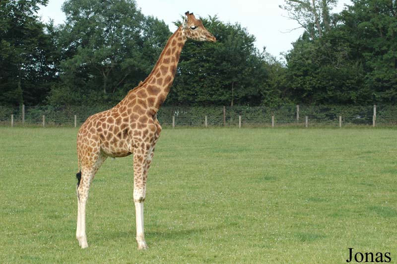 Giraffa camelopardalis