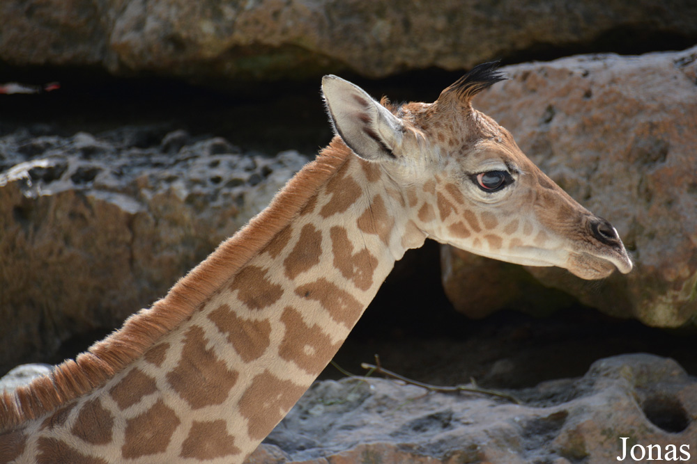 Giraffa camelopardalis
