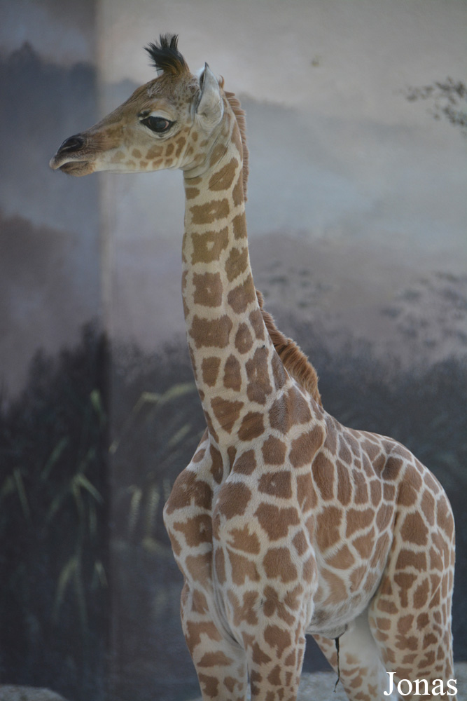Giraffa camelopardalis