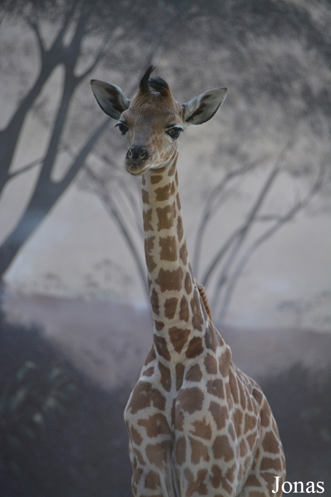 Giraffa camelopardalis