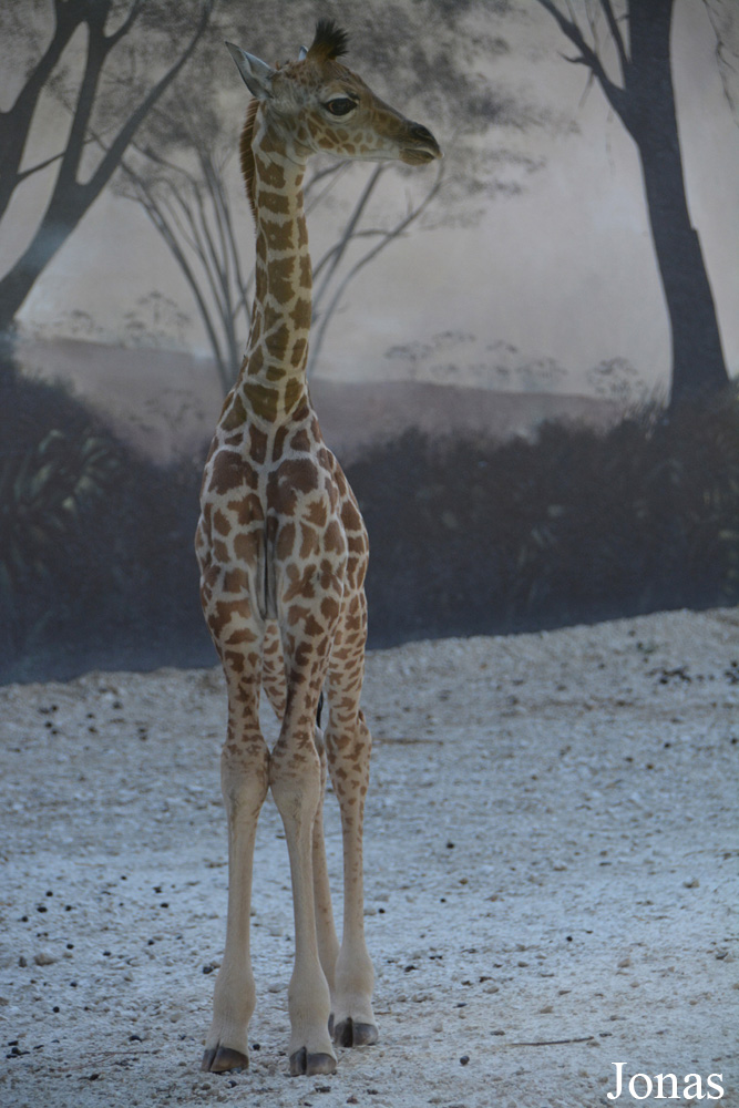 Giraffa camelopardalis