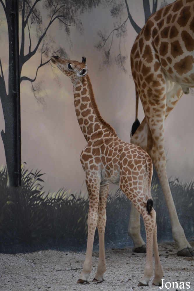 Giraffa camelopardalis