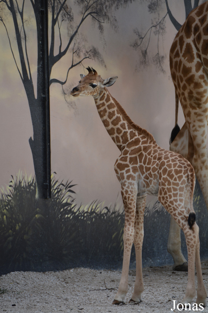 Giraffa camelopardalis