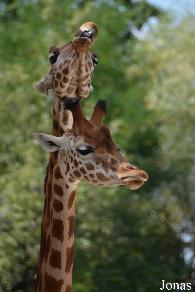 Giraffa camelopardalis