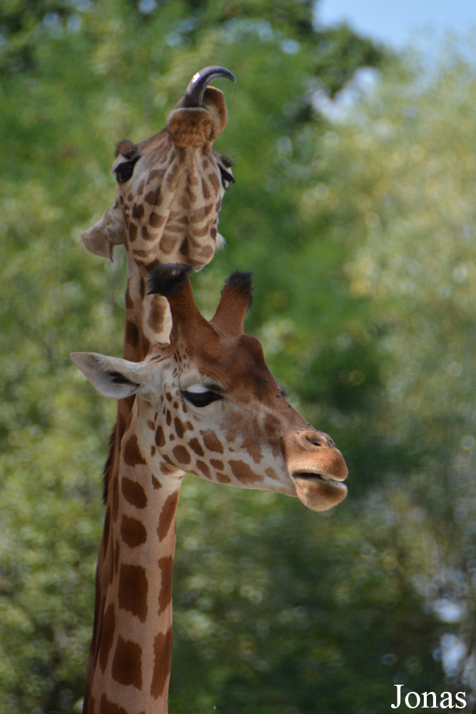 Giraffa camelopardalis