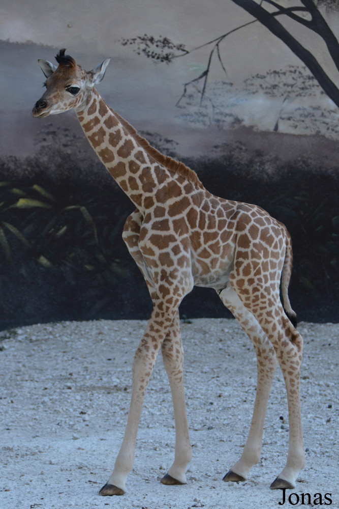 Giraffa camelopardalis