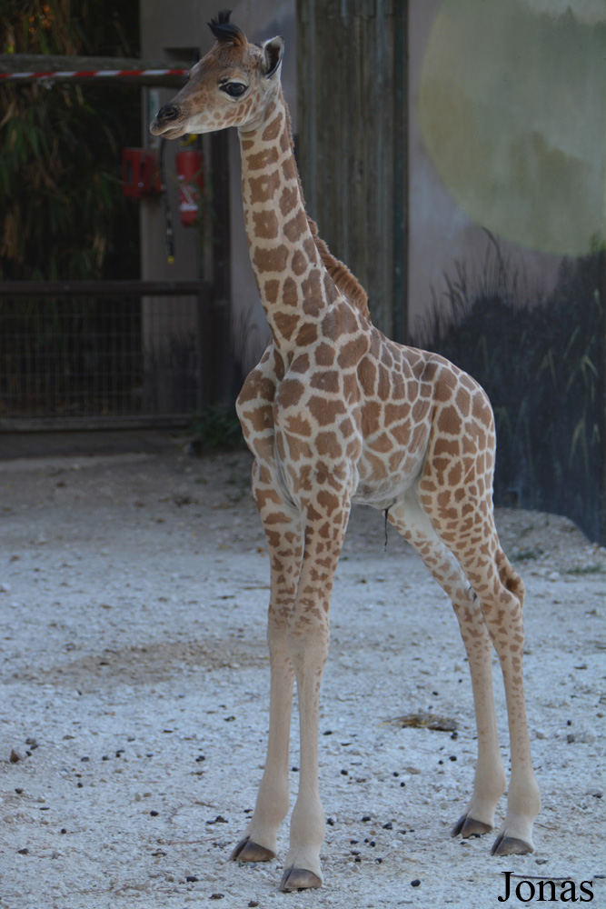 Giraffa camelopardalis