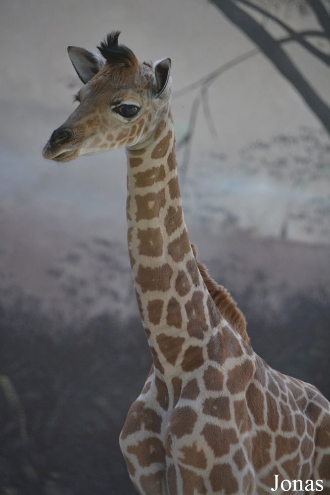 Giraffa camelopardalis