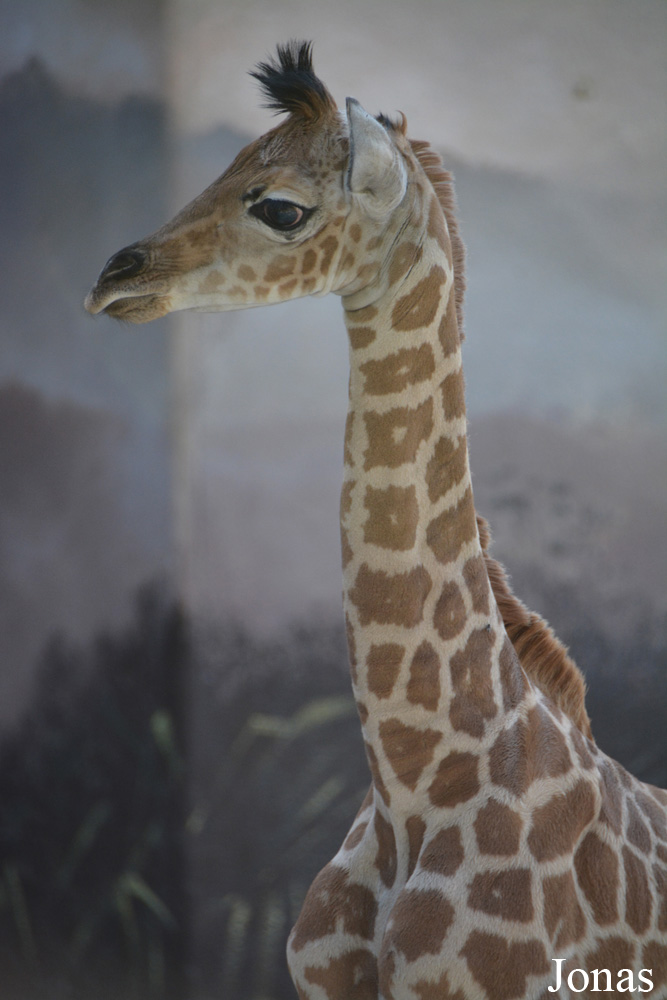 Giraffa camelopardalis