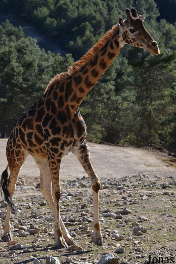 Giraffa camelopardalis