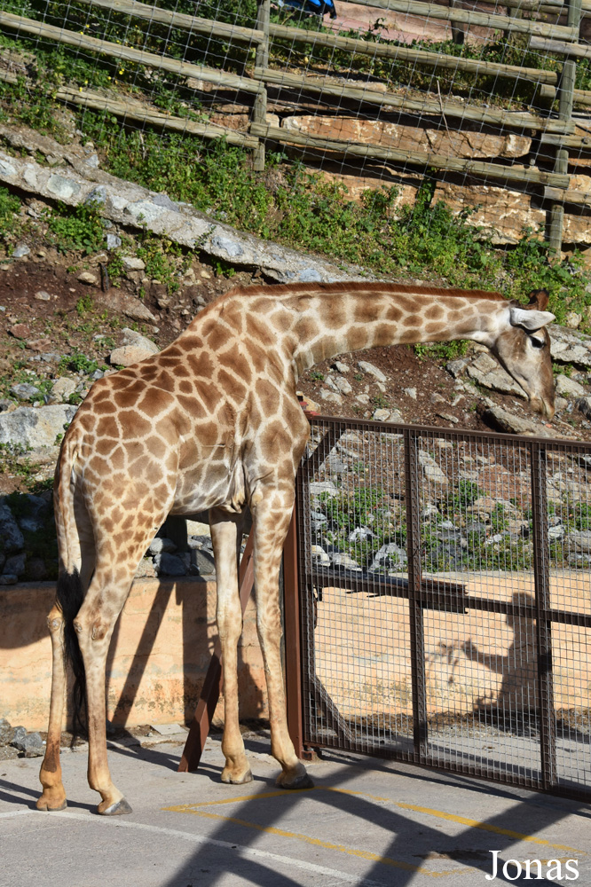 Giraffa camelopardalis angolensis