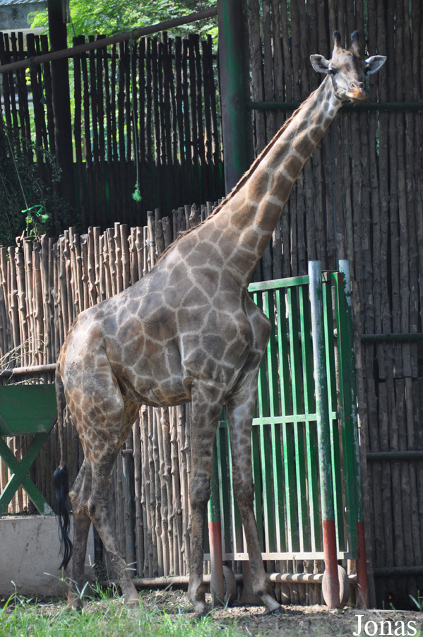Giraffa camelopardalis angolensis