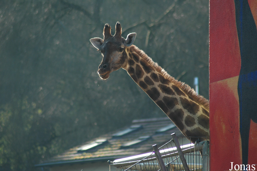 Giraffa camelopardalis angolensis