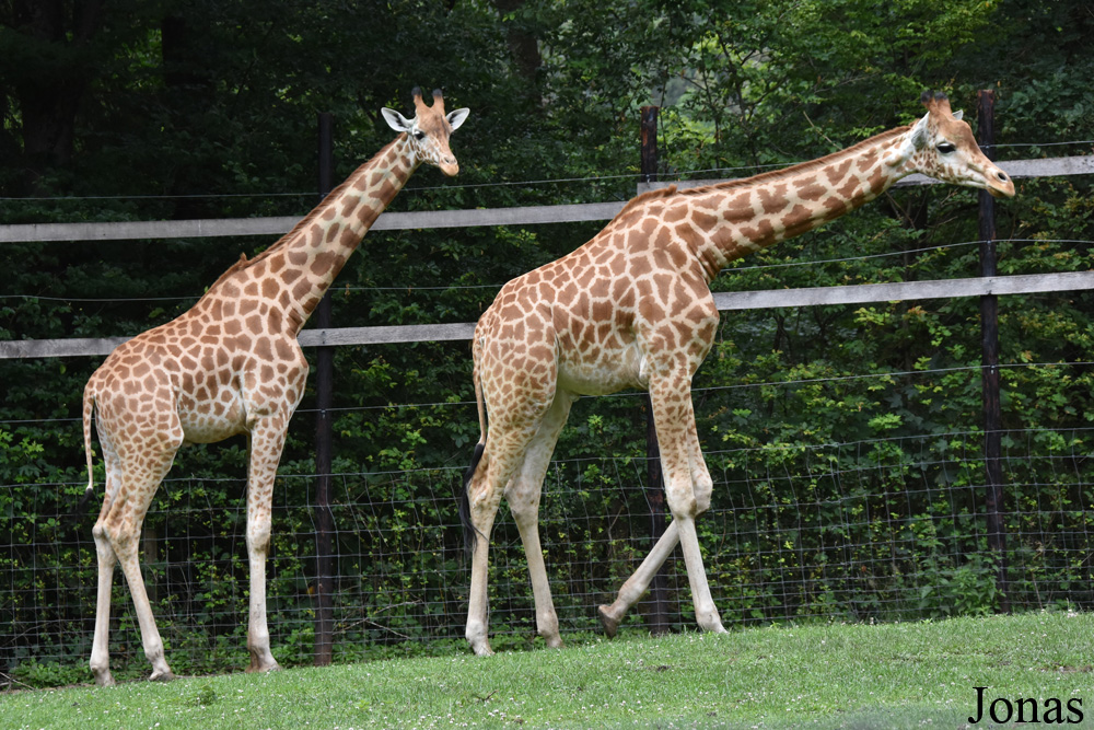 Giraffa camelopardalis antiquorum