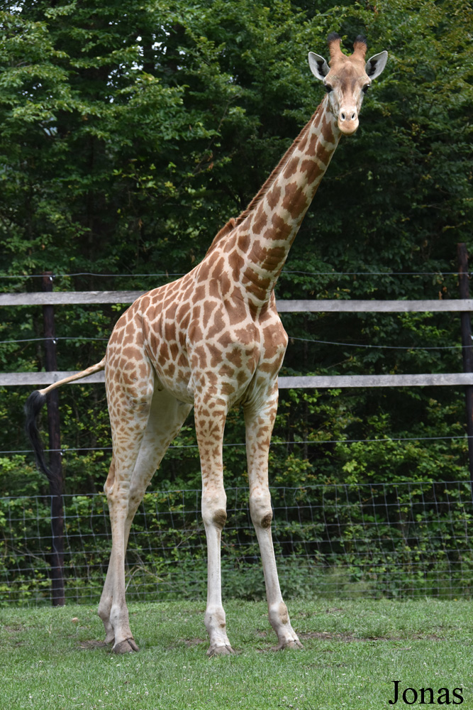 Giraffa camelopardalis antiquorum