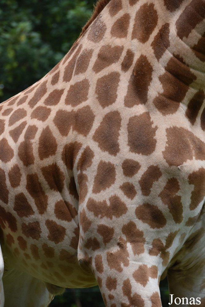Giraffa camelopardalis antiquorum