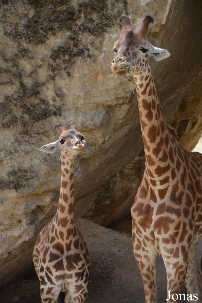 Giraffa camelopardalis antiquorum