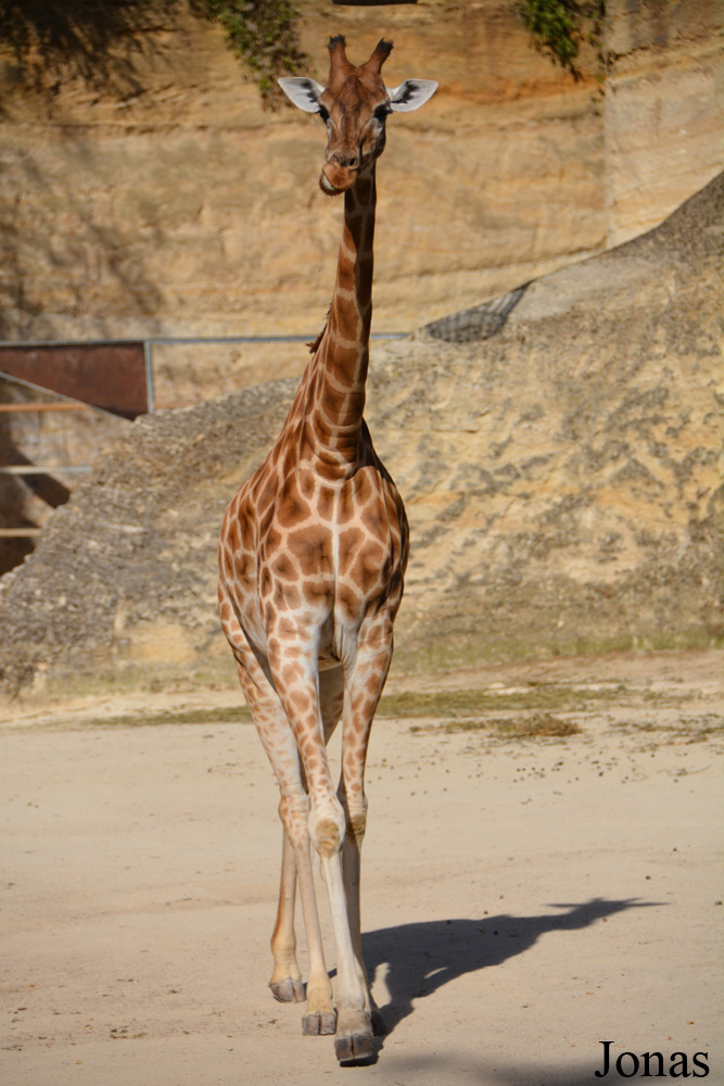 Giraffa camelopardalis antiquorum