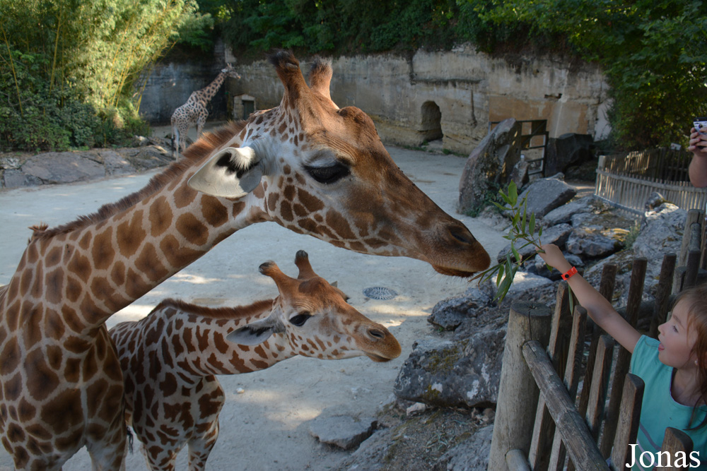 Giraffa camelopardalis antiquorum