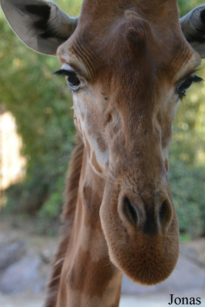 Giraffa camelopardalis antiquorum