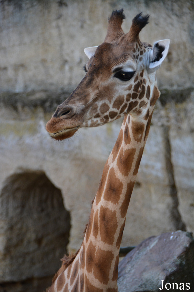 Giraffa camelopardalis antiquorum