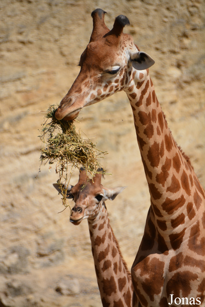 Giraffa camelopardalis antiquorum