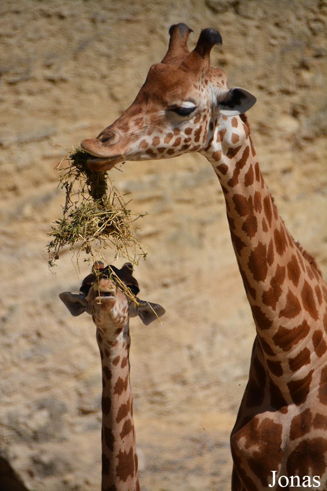 Giraffa camelopardalis antiquorum