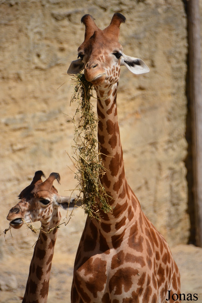 Giraffa camelopardalis antiquorum