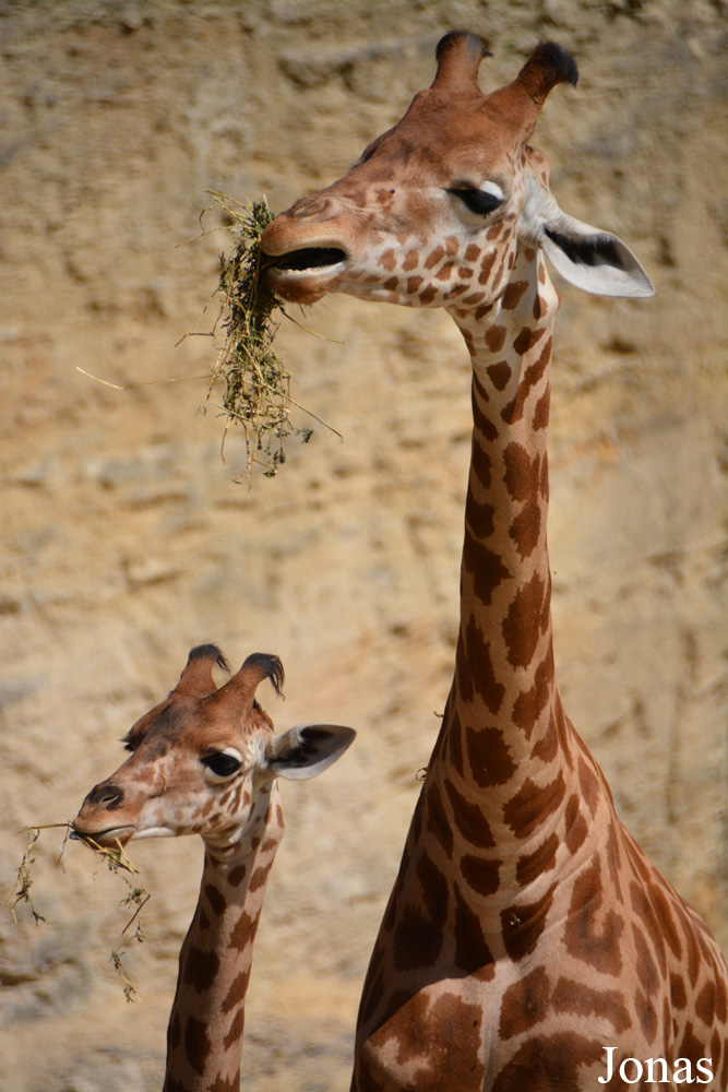 Giraffa camelopardalis antiquorum