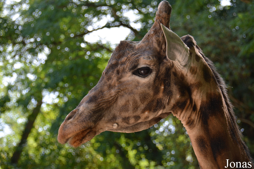 Giraffa camelopardalis antiquorum