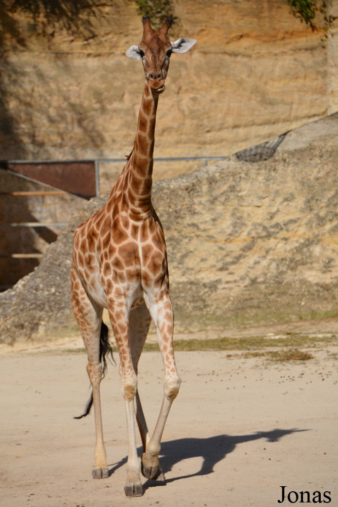 Giraffa camelopardalis antiquorum