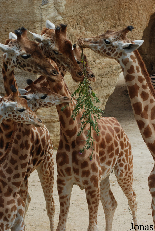 Giraffa camelopardalis antiquorum