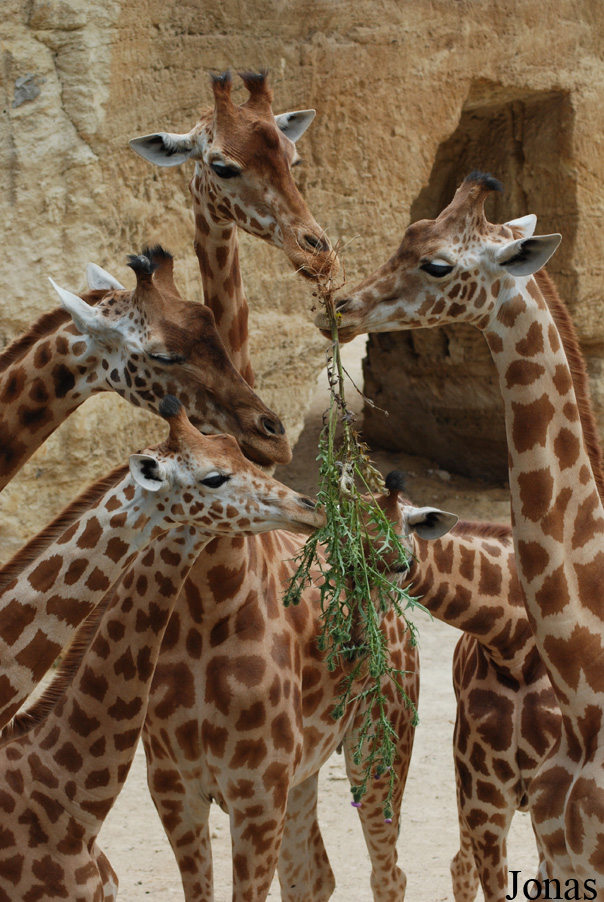 Giraffa camelopardalis antiquorum