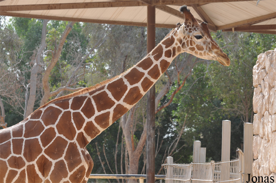 Giraffa camelopardalis reticulata