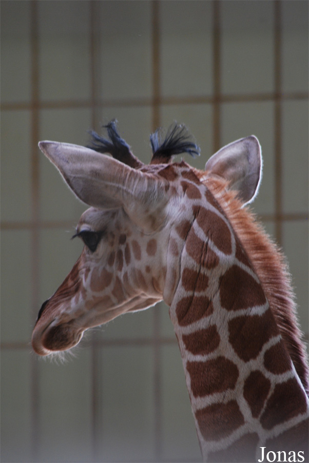 Giraffa camelopardalis reticulata