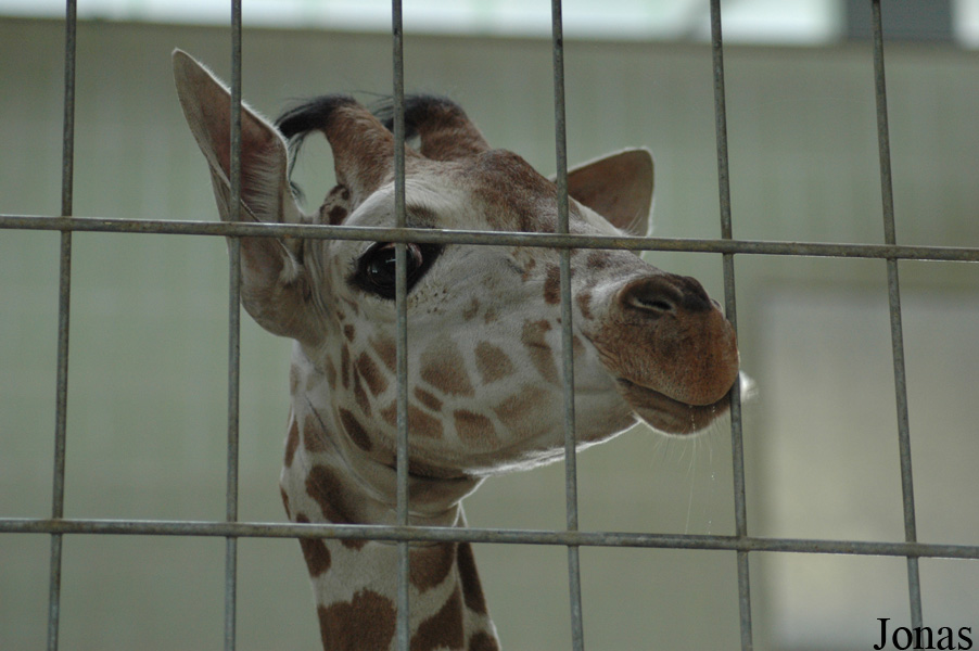 Giraffa camelopardalis reticulata