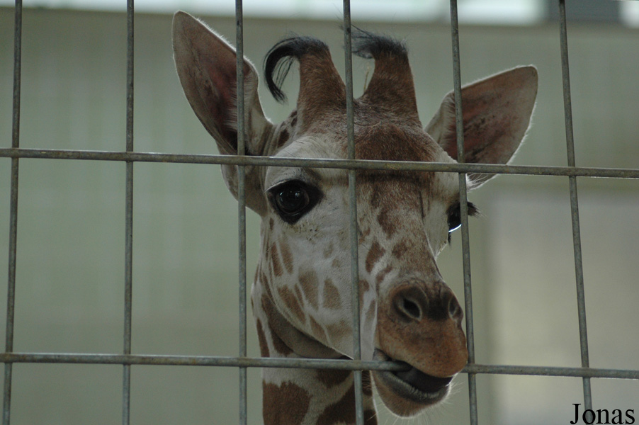 Giraffa camelopardalis reticulata