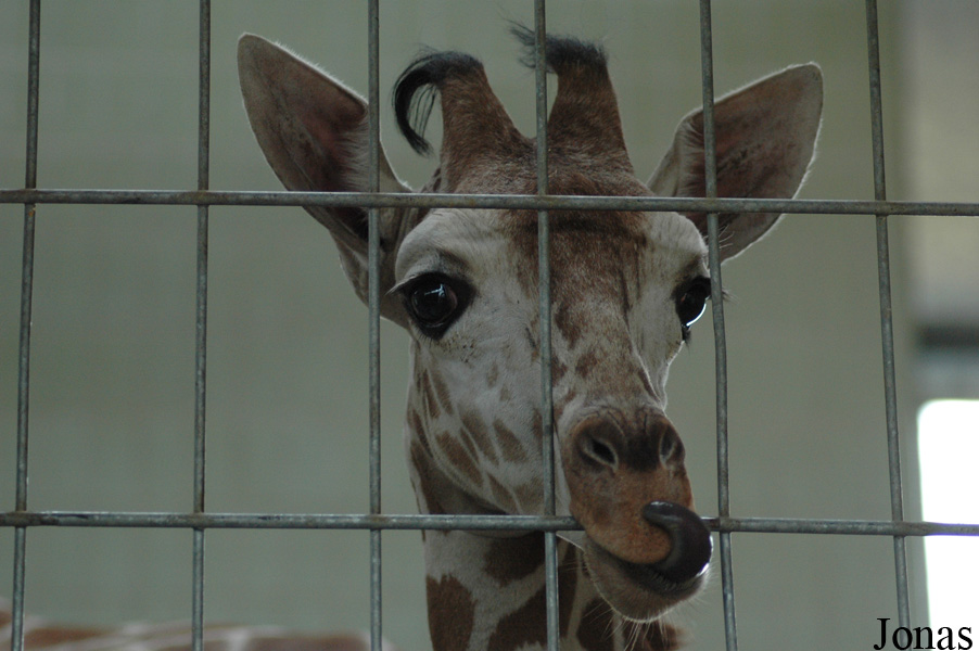 Giraffa camelopardalis reticulata