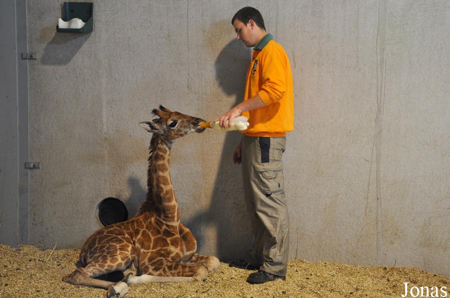 Giraffa camelopardalis rothschildi