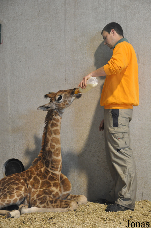 Giraffa camelopardalis rothschildi