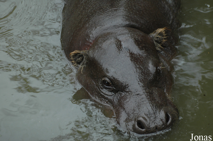 Choeropsis liberiensis liberiensis